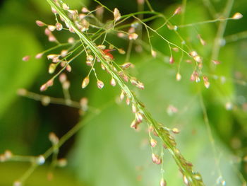 Close-up of plant