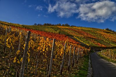 Bunte weinberge im ahrtal im herbst 