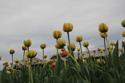 Close-up of flowering plants on field against sky