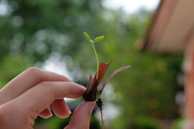 Close-up of insect on hand holding leaf