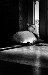 Cat resting on floor at home