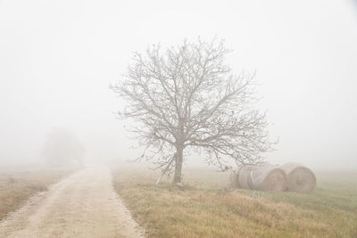 Bare tree on field against clear sky