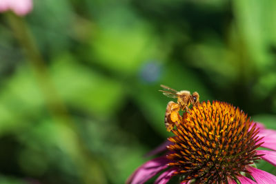 Close-up of bee pollinating flower