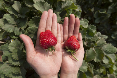 Close-up of hand holding strawberries