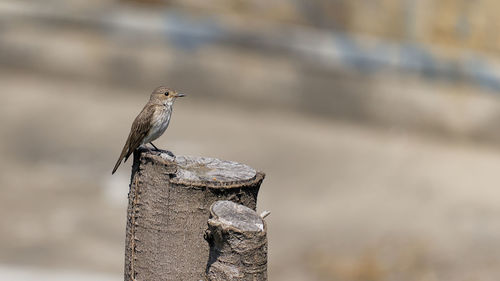 Close-up of flycatchers bird perching on wood against wall in pompei, italy