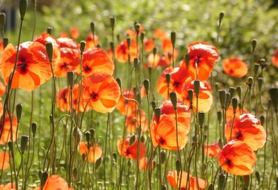 Close-up of orange poppy flowers on field