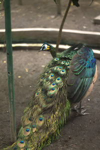 High angle view of peacock on field