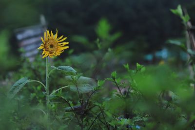 Close-up of yellow flowering plant on field