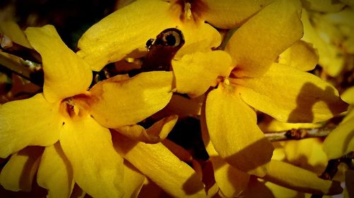 Close-up of yellow flower