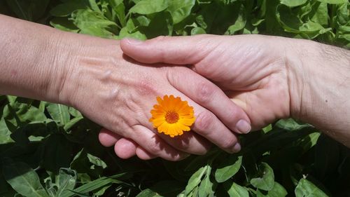 Close-up of hand holding flower