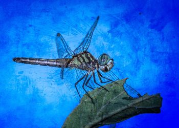 Close-up of insect on blue water