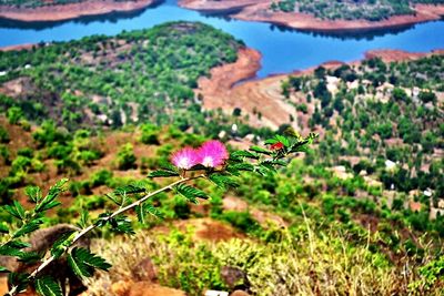 Plants growing on landscape