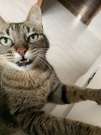 Close-up portrait of a cat