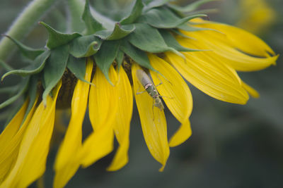 Close-up of yellow insect on sunflower