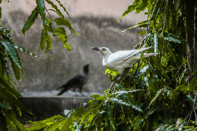 The good-luck charm. the white crow. the messenger