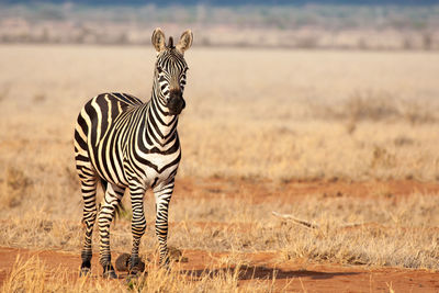 Zebra standing on field