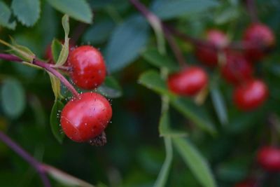 Close-up of red berries growing on plant