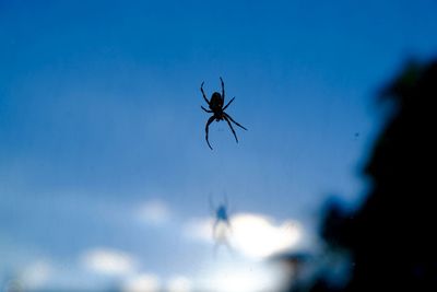 Close-up of spider web