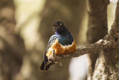 Close-up of bird perching on a tree