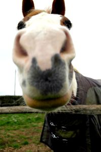 Close-up of goat