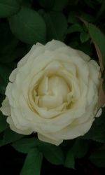 Close-up of white rose