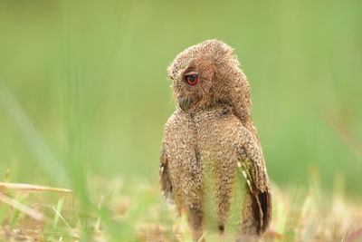 Close-up of a bird on field