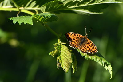 Butterfly on leaf