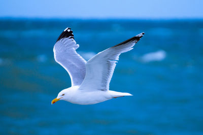 Close-up of seagull flying over sea against sky