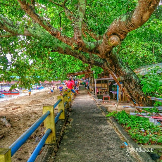 tree, the way forward, growth, park - man made space, footpath, diminishing perspective, nature, tree trunk, tranquility, walkway, beauty in nature, green color, incidental people, railing, outdoors, branch, day, tranquil scene, vanishing point, pathway