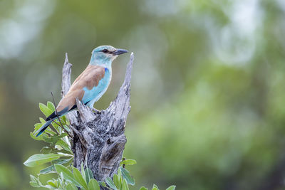 Close-up of bird perching on branch