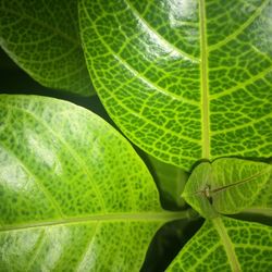 Full frame shot of green leaves