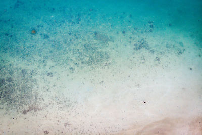 Flock of birds in sea