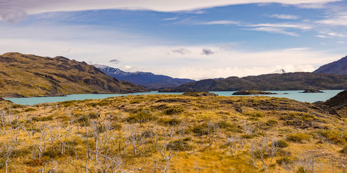 Lonely grassland at lago nordernskjold in torres del paine national park in patagonia, south america