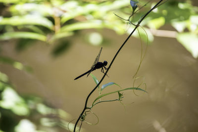 Close-up of insect on plant