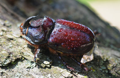 Close-up of red crab