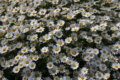 High angle view of white flowering plants