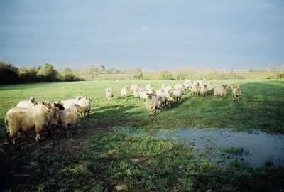 Flock of sheep on field
