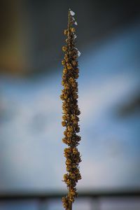Close-up of flowering plant