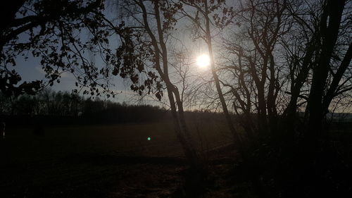 Sun shining through trees in forest