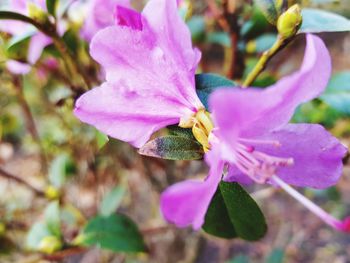 Close-up of pink flowering plant