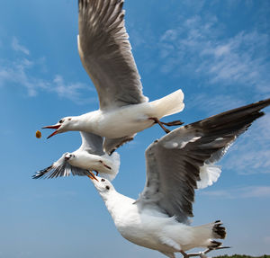 Three seagulls flying on beautiful blue sky and cloud catching food in the air.