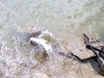 High angle view of water splashing in sea