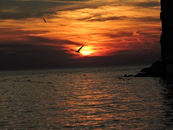 Silhouette bird flying over sea against orange sky