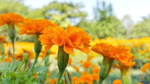 Close-up of marigold flowers blooming on field