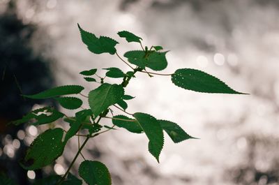 Close-up of leaves on plant against sky