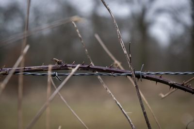 Close-up of barbed wire fence