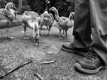 Low section of birds on field