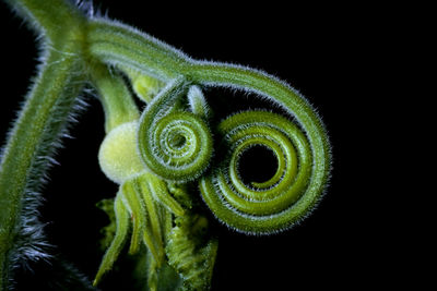 Close-up of fern against black background