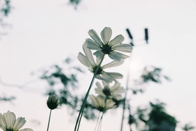 Low angle view of flowers against clear sky