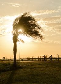 Palm trees on field against sky during sunset